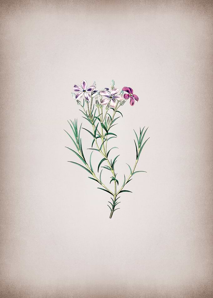 Shewy Phlox Flower Branch