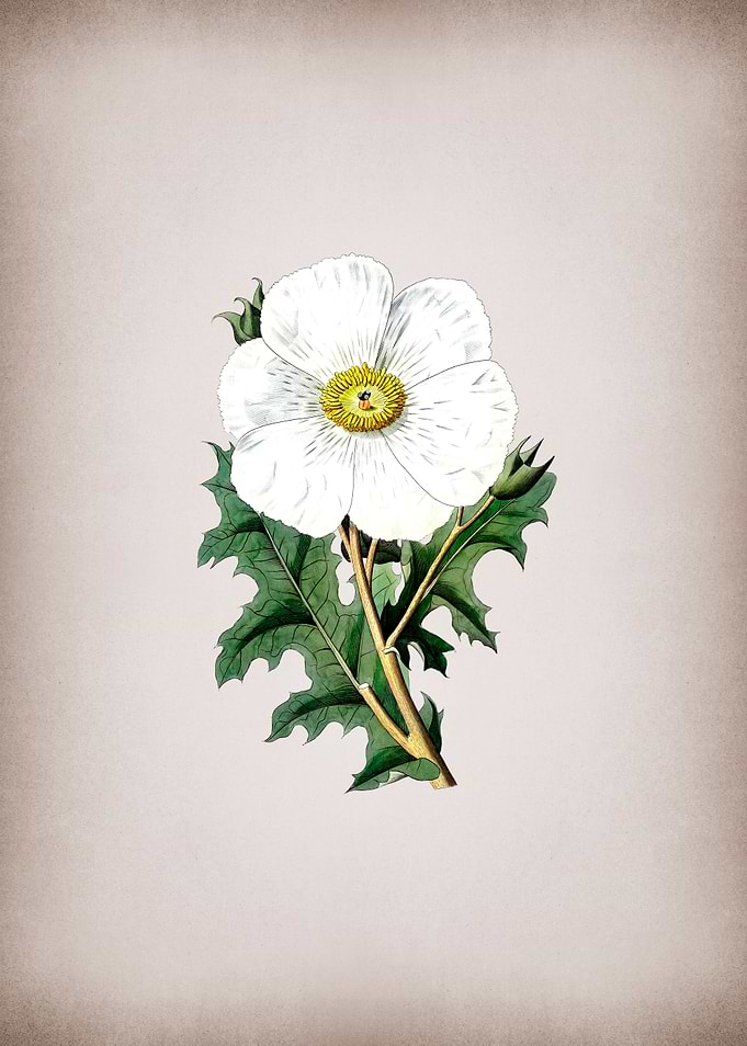 Mexican Poppy Flower