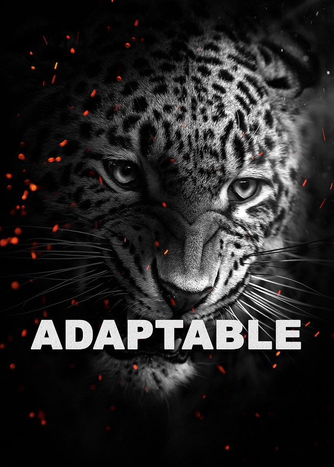 wild jaguar Motivation