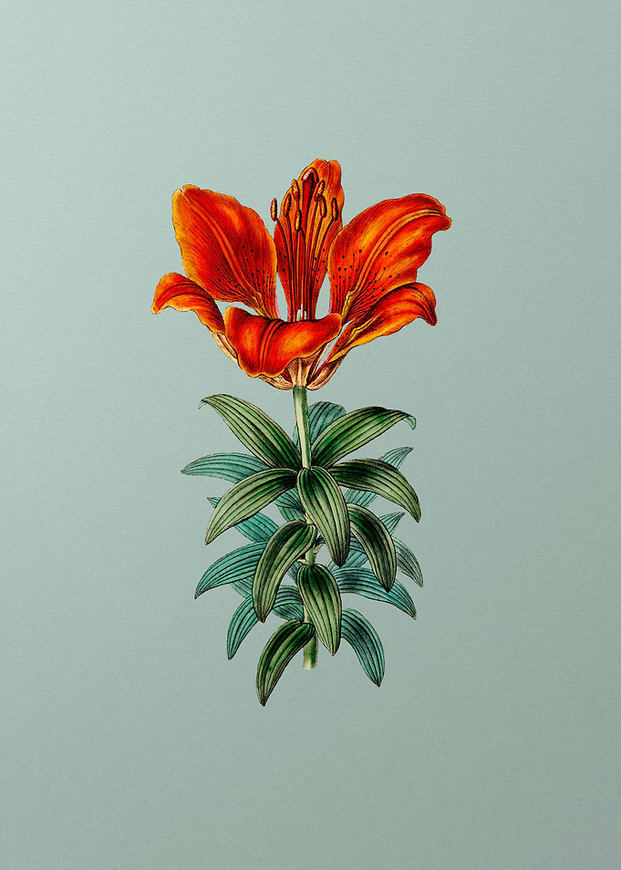 Blood Red Lily Flower