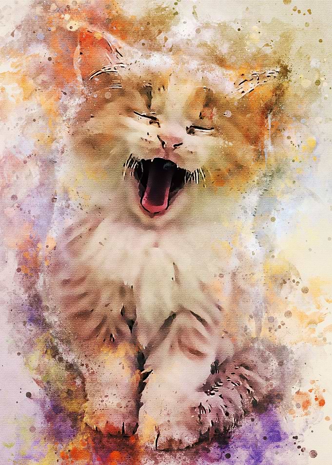 cute cat