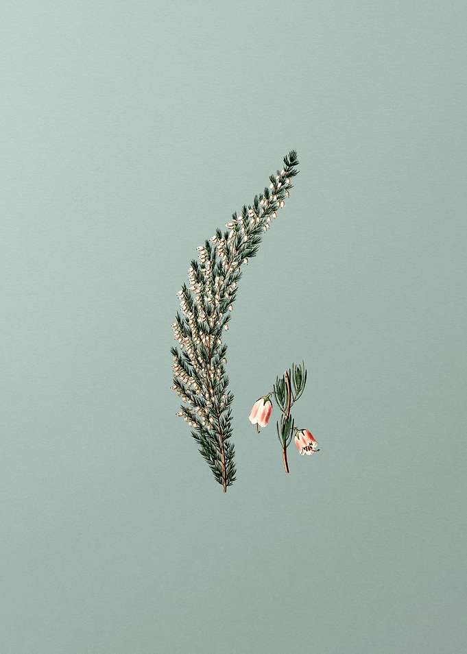 Bell Bearing Heath Flower