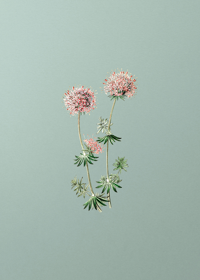 Crucianella Flower on Mint