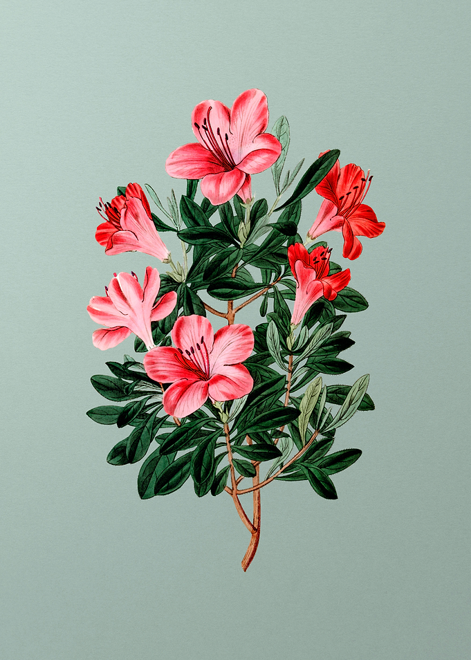 Brick Red Chinese Azalea