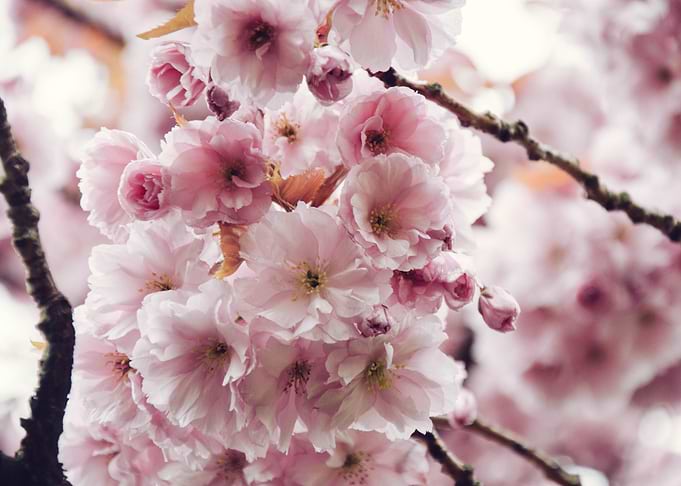 Pink Blossoms