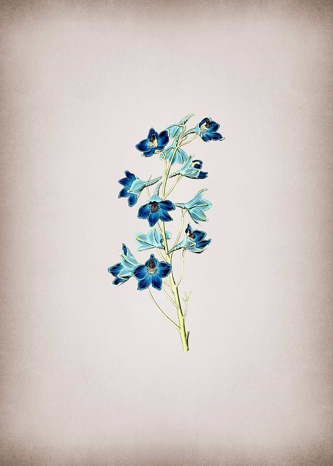 Shewy Delphinium Flower