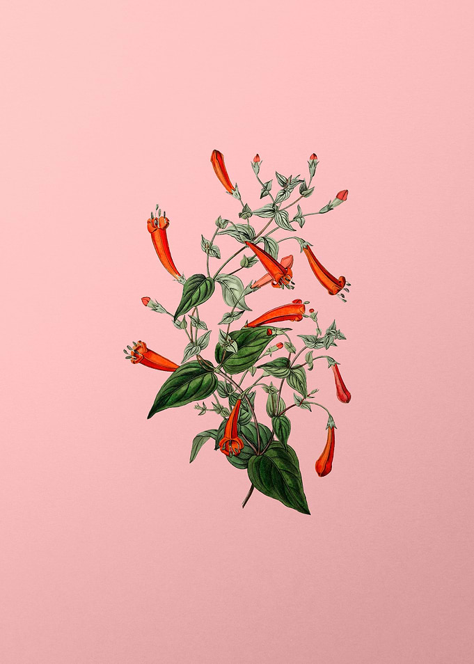 Heart Leaved Manettia Pink