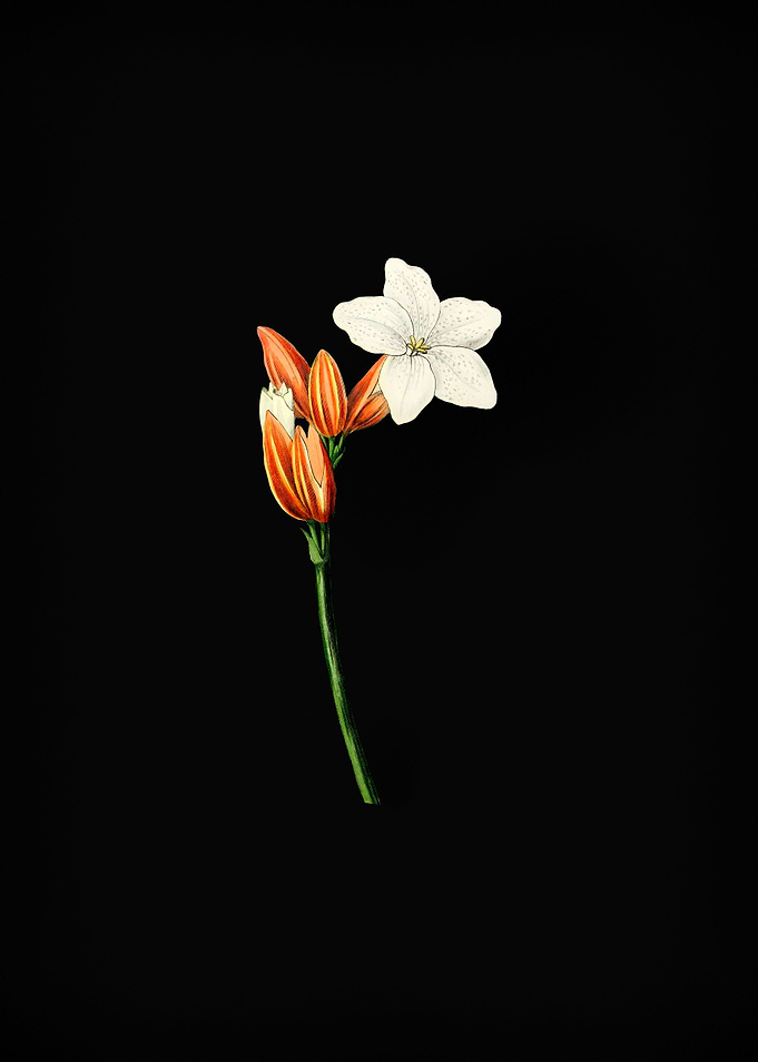 Brasilian Red Coat Flower