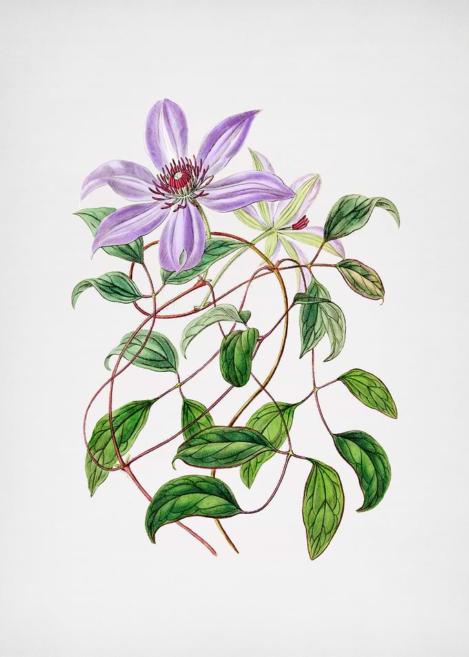 Violet Clematis Flower