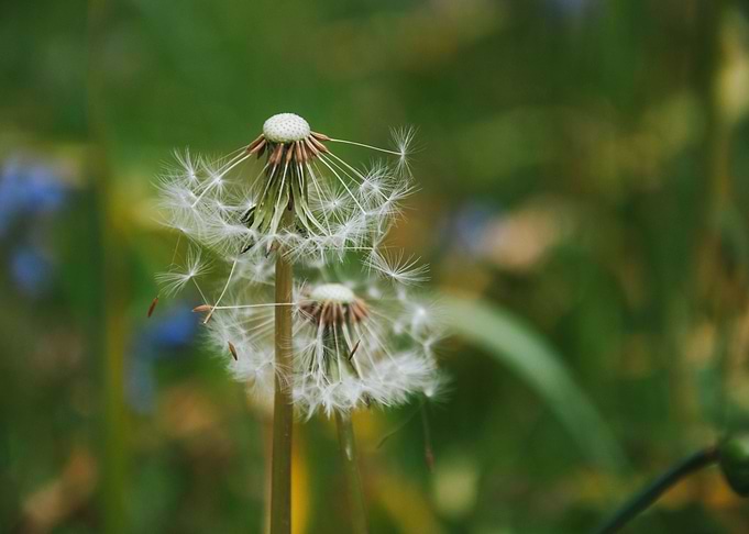 Dandelions