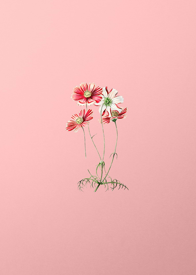 Fine Leaf Cosmus Flower
