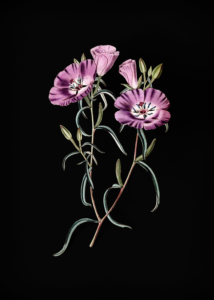 Chilian Evening Primrose