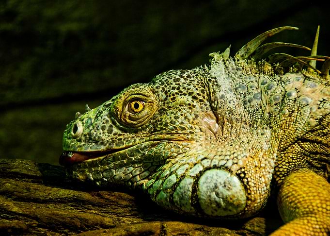 Lizard