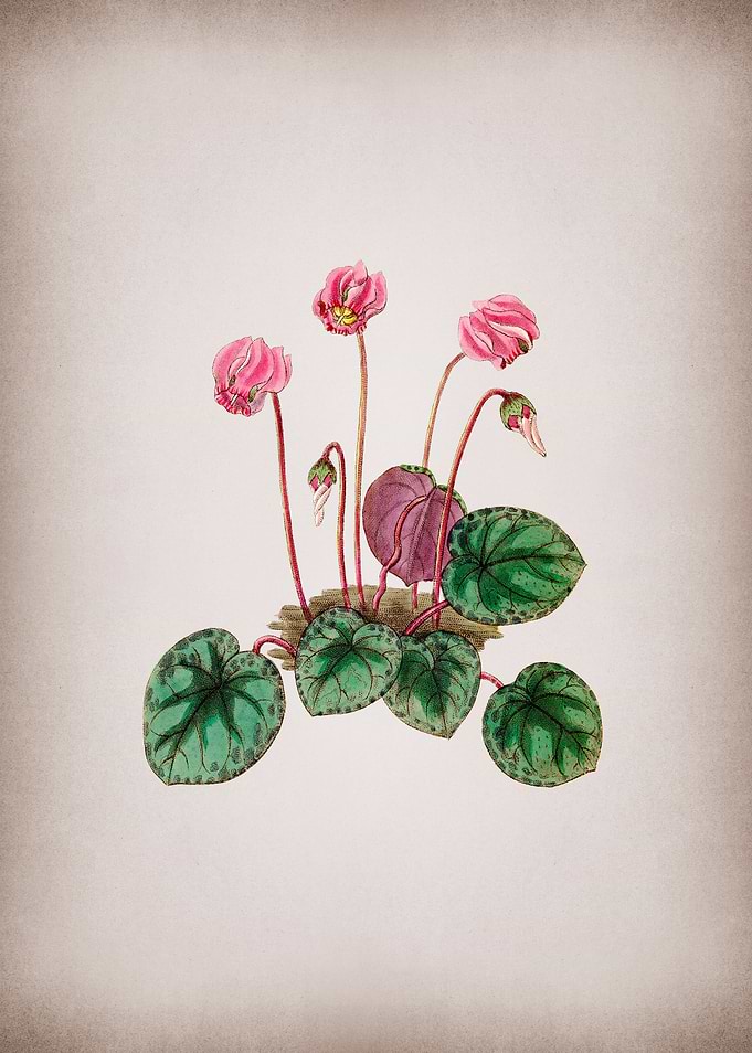 Shore Cyclamen Flower