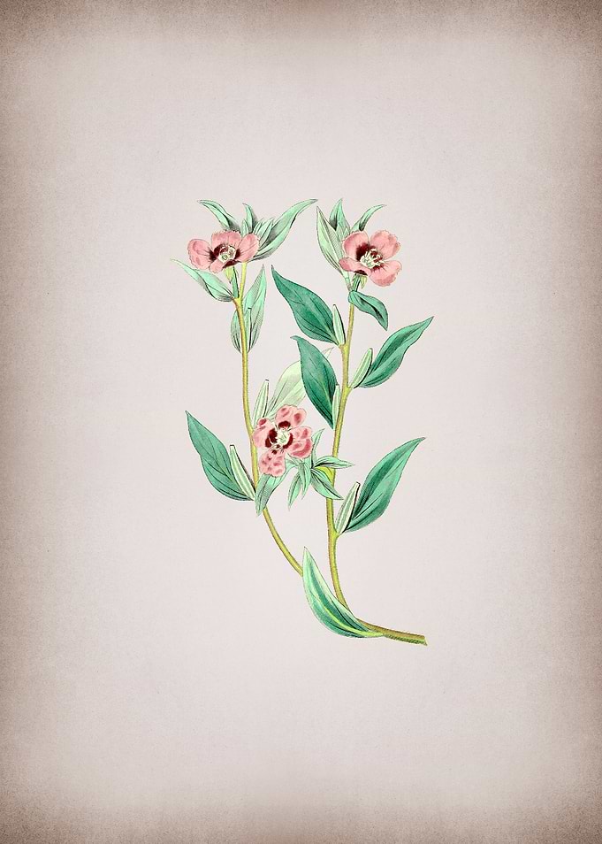 Long Branched Enothera