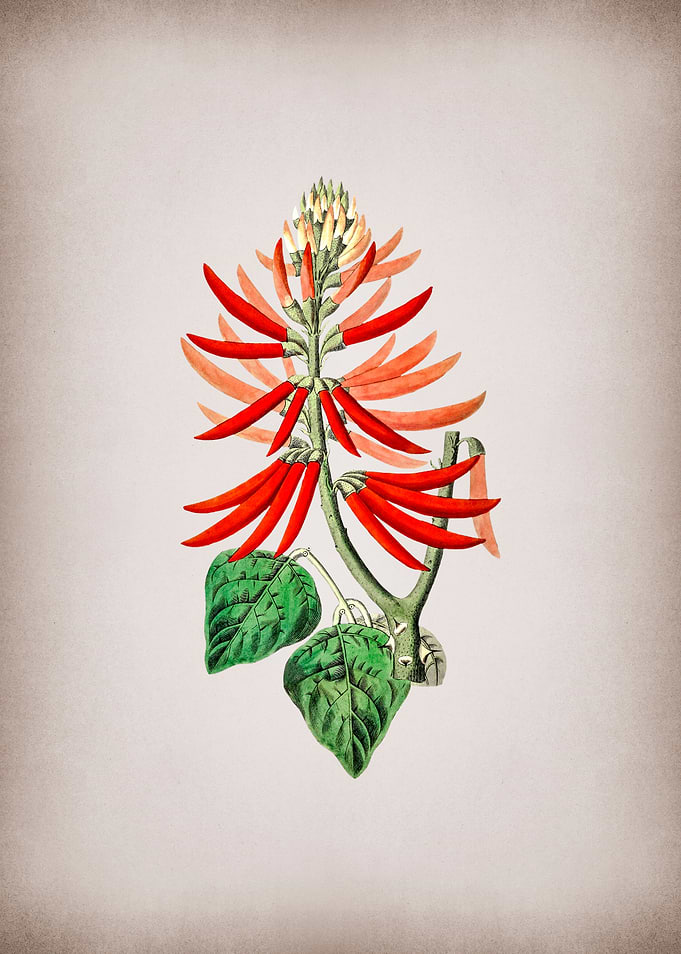 Naked Flowering Erythrina