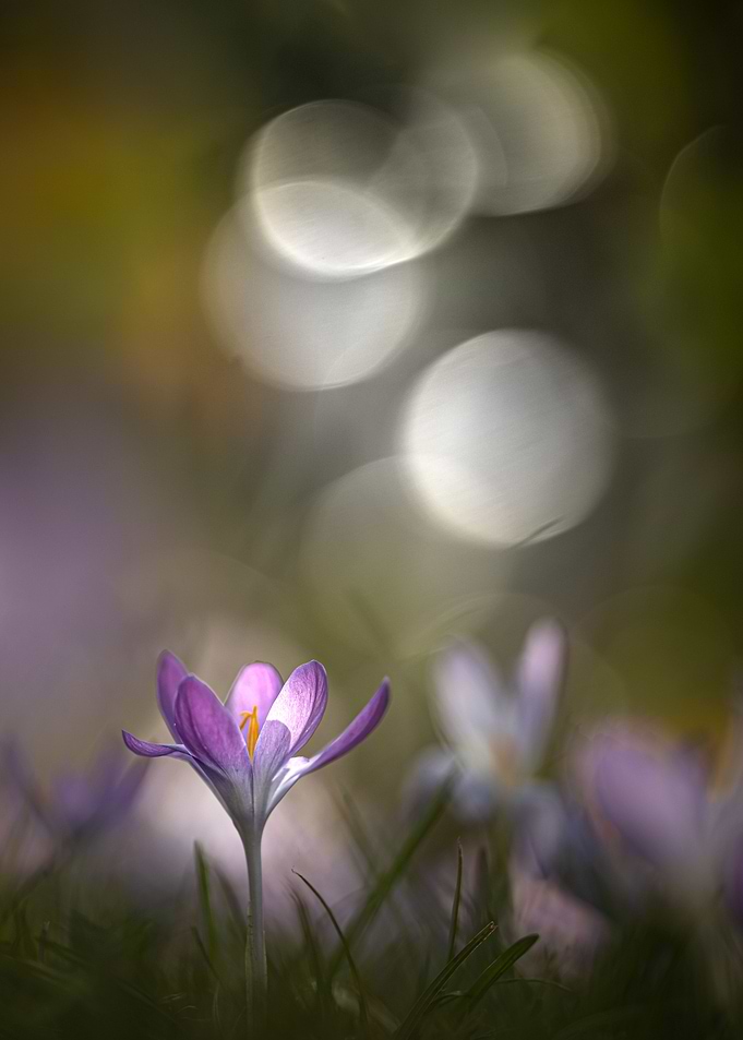 Crocus spring
