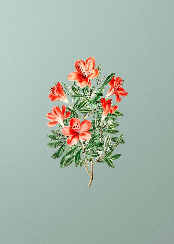 Vintage Red Chinese Azalea