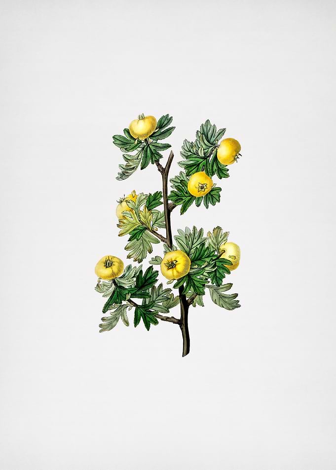 Tansy Leaf Hawthorn Flower