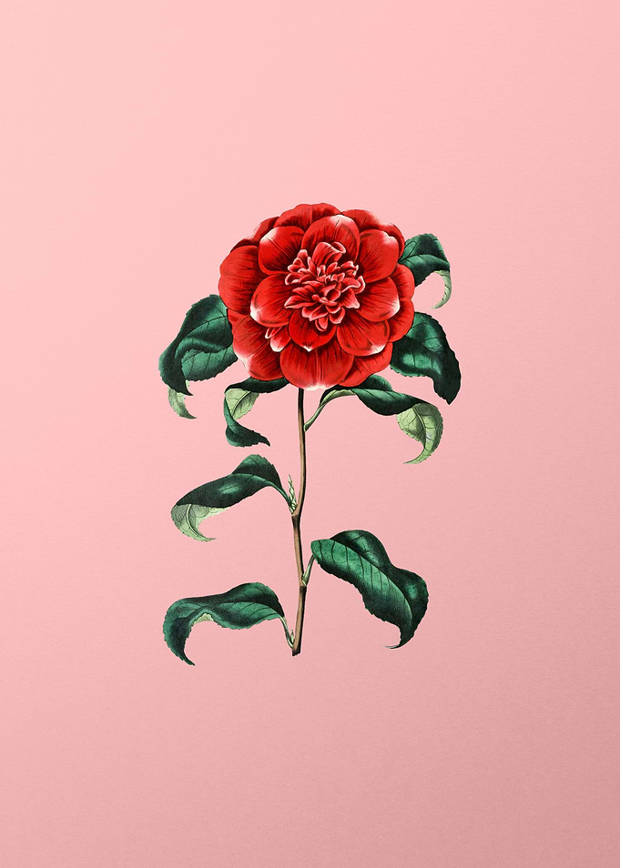 Crimson Camellia on Pink