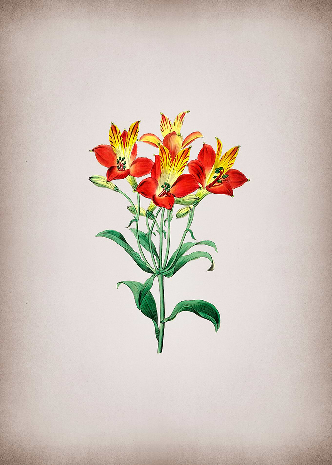 Red Speckled Flower