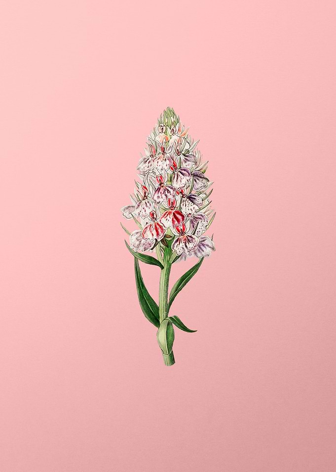 Leafy Spiked Orchis Flower