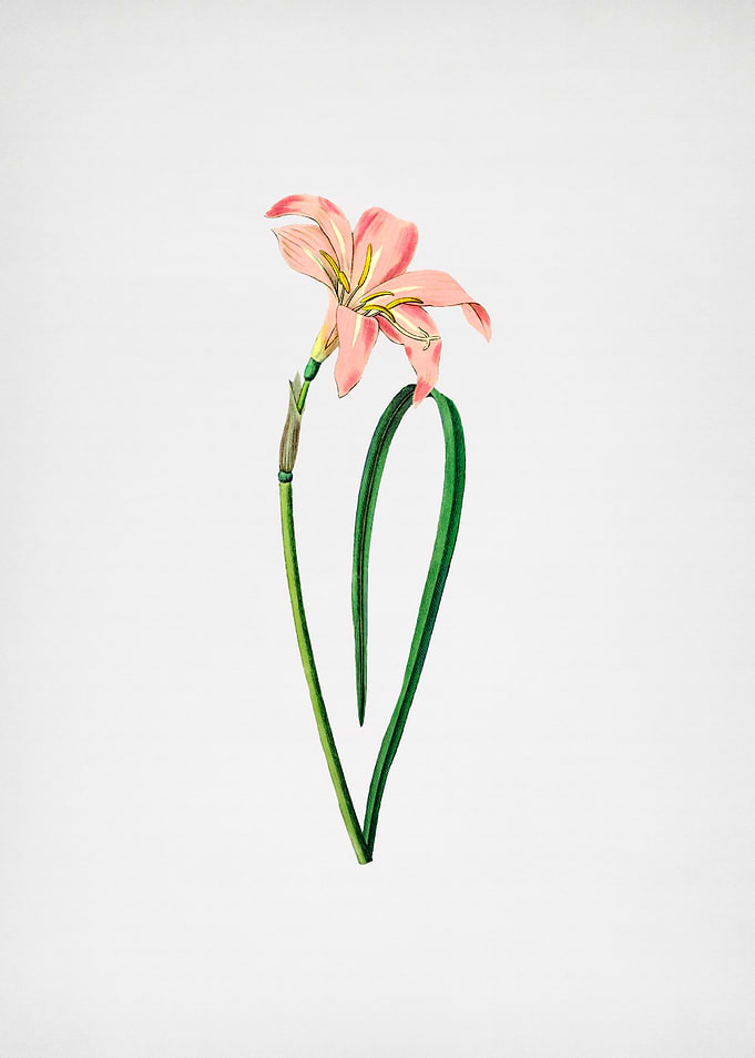 Vintage Flower on Paper