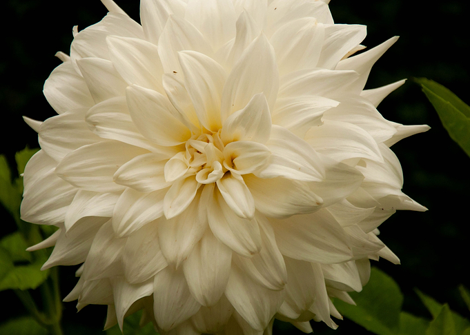 Soft Yellow Dahlia