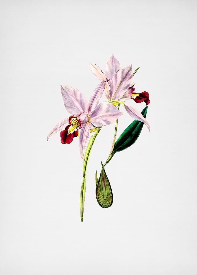 Vintage Two Edged Laelia