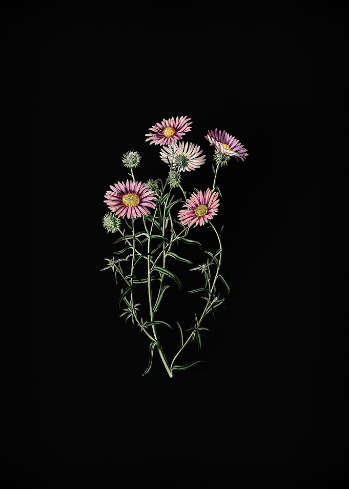 Hoary Diplopappus Flower