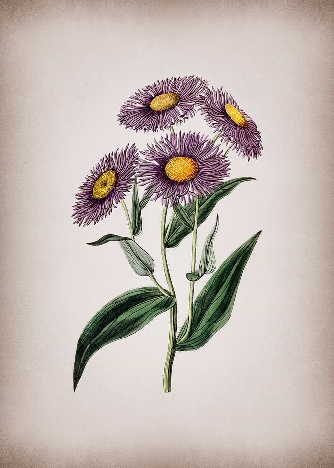 Vintage Shewy Stenactis