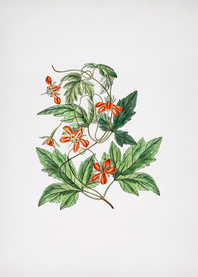 Red Loasa Flower