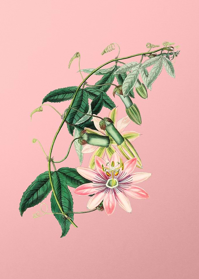Vintage Tacsonia Flower