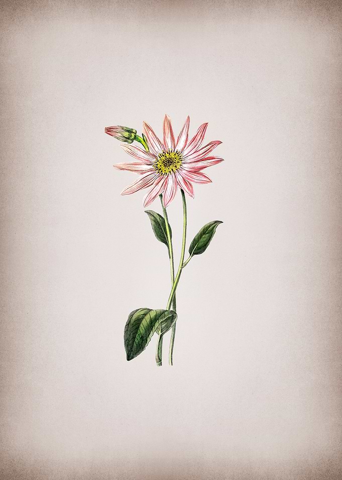 Pink Echinacea Flower