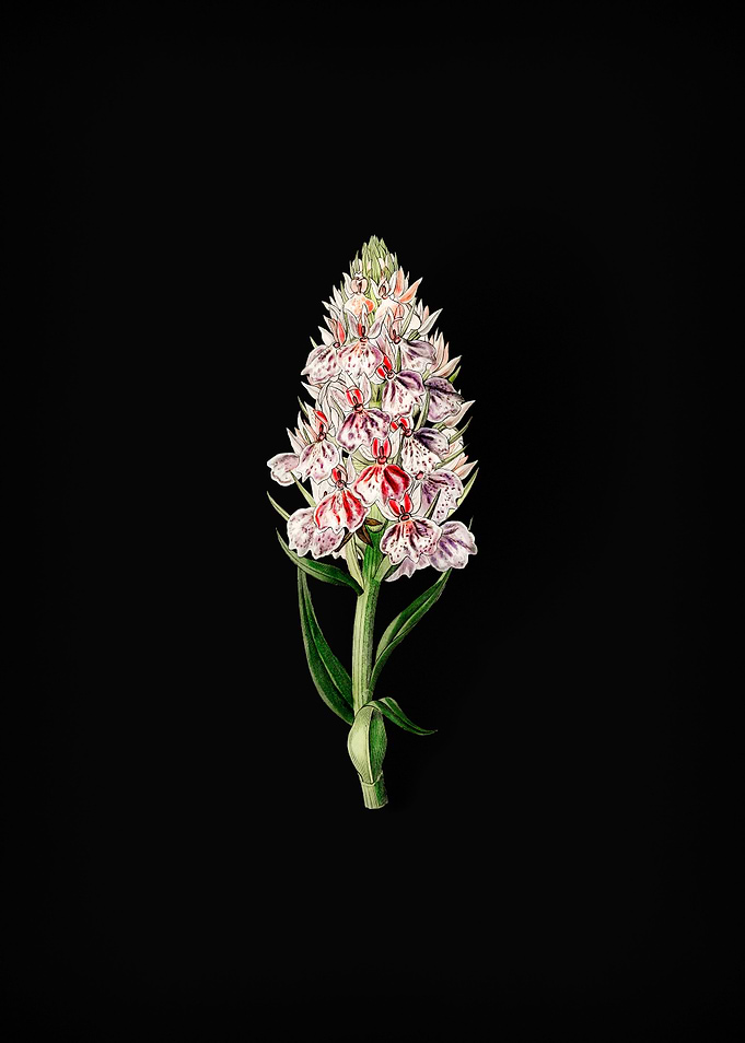 Leafy Spiked Orchis Flower