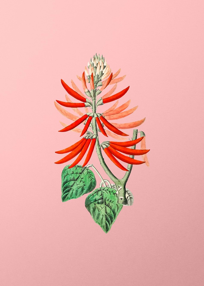 Naked Flowering Erythrina