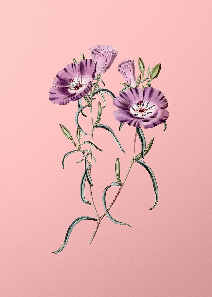 Chilian Evening Primrose