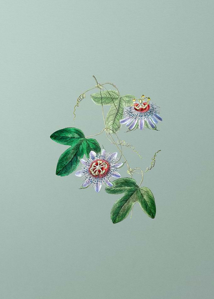Sullivans Passion Flower