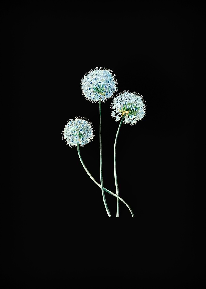 Blue Leek Flower Branch