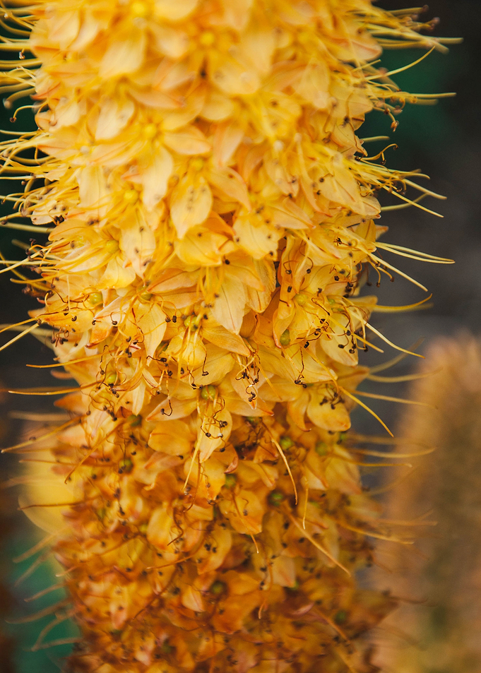 Yellow Golden Flowers