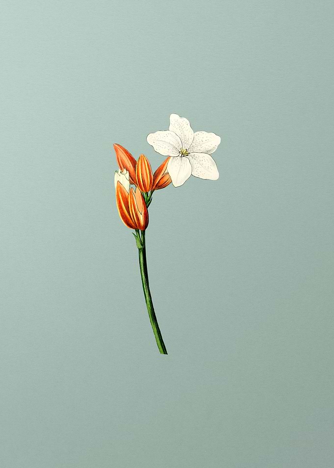 Brasilian Red Coat Flower