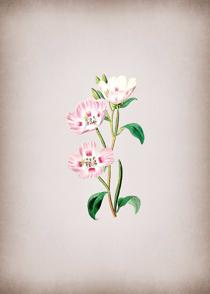 Pink Oenothera Flower