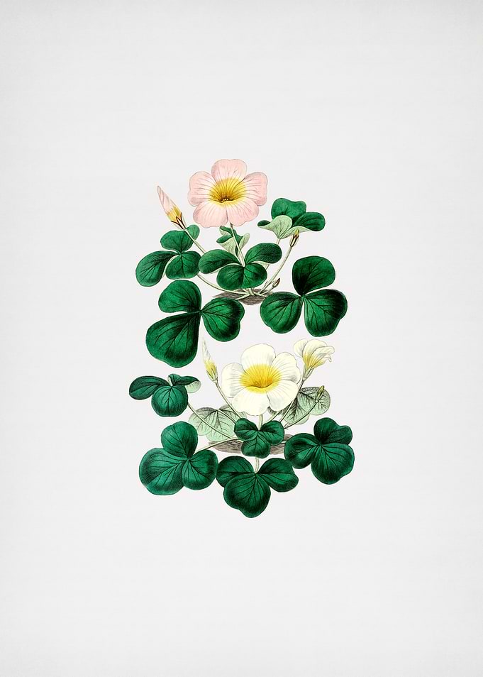 Variable Oxalis Branch