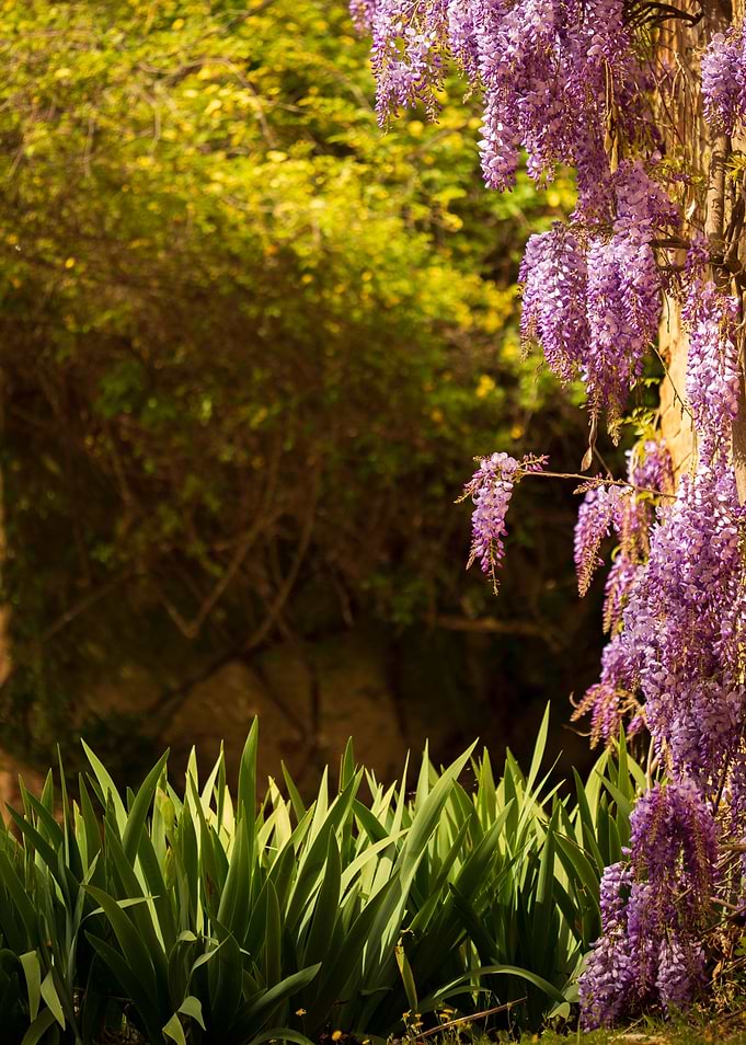 Wisteria