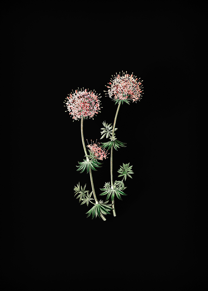 Crucianella Flower Branch
