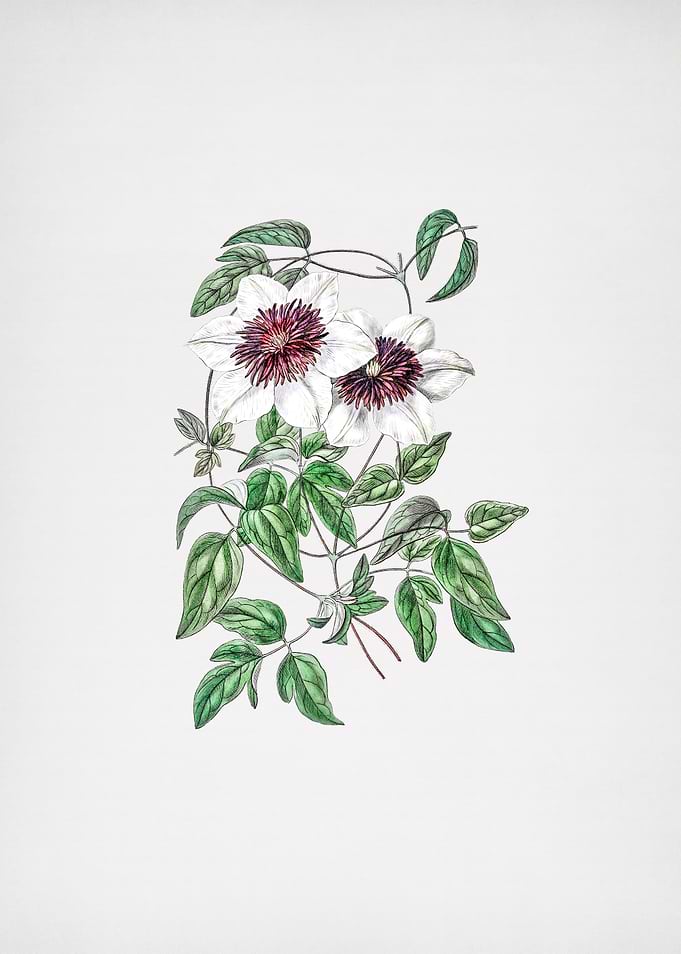 Siebalds Clematis Flower