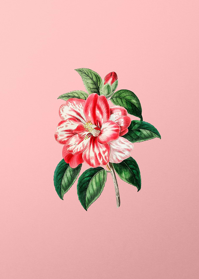 Japanese Camelia on Pink