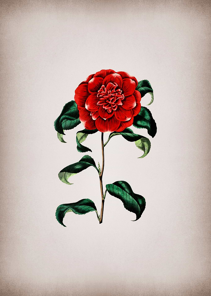 Crimson Camellia Flower