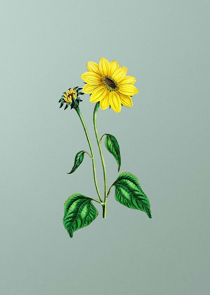 Trumpet Stalked Sunflower