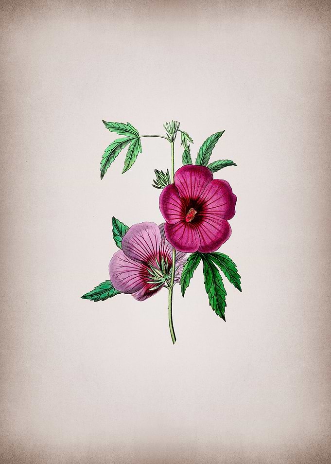 Lindleys Hibiscus Flower